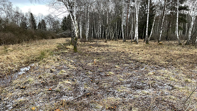 Vor einem Birkenwäldchen sind die Gehölze entnommen, Gräser beginnen einzuwandern. Vor einem Birkenwäldchen sind die Gehölze entnommen, Gräser beginnen einzuwandern.