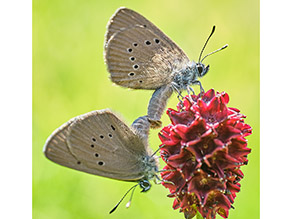 Zwei Schmetterlinge mit Punkten auf hellbraunen Unterflügeln sitzen während der Paarung auf einer roten Blüte. Zwei Schmetterlinge mit Punkten auf hellbraunen Unterflügeln sitzen während der Paarung auf einer roten Blüte.